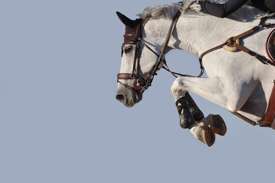 Horse jumping in isolated background