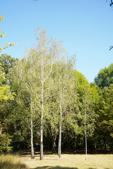 white birches on a sunny lawn