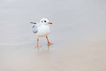 Seagull in the natural environment on the Baltic Sea.