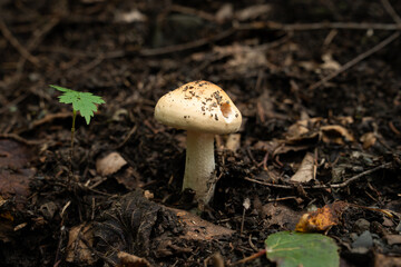 Small White Mushroom in Leaf Litter
This resembles an Amanita species, possibly Amanita vaginata (Grisette) or a related pale Amanita.