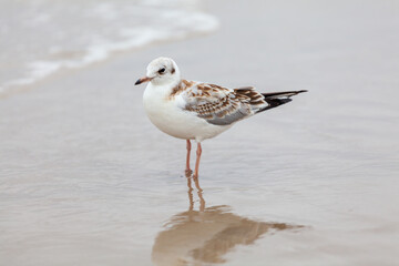 Seagull in the natural environment on the Baltic Sea.