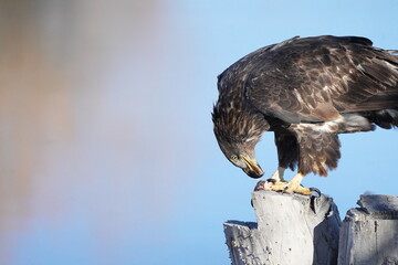 Juvenile Bald Eagle