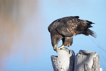 Juvenile Bald Eagle