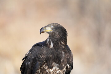 Juvenile Bald Eagle