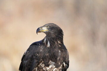 Juvenile Bald Eagle