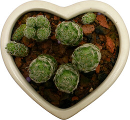 Heart shaped cactus pot on transparent background
