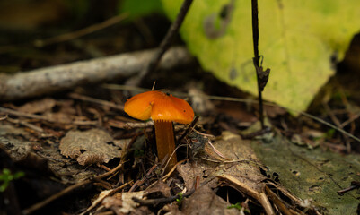 Tiny orange mushroom Waxcap mushroom (genus Hygrocybe) mycelium in the forest soil