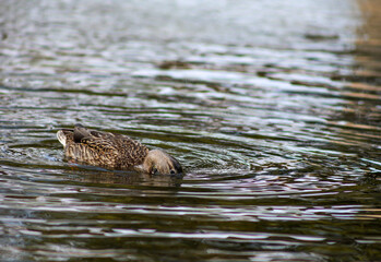 Duck foraging underwater in a pond with rippling water surface