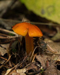 Tiny orange mushroom Waxcap mushroom (genus Hygrocybe) mycelium in the forest soil