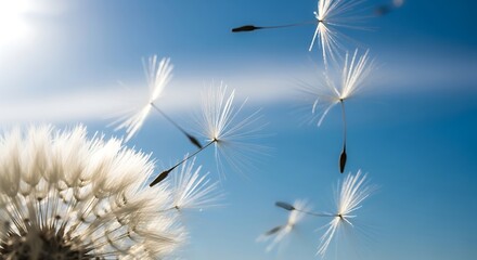 Dandelion seeds flying in the blue sky with sunlight.