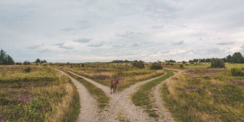 Dog standing at rural crossroad on sandy track, Bjerregard, Denmark