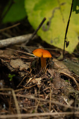 Tiny orange mushroom Waxcap mushroom (genus Hygrocybe) mycelium in the forest soil