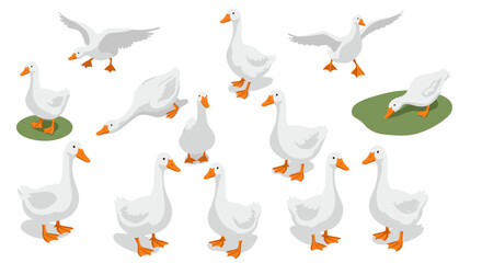Playful geese collection: isometric white ducks in various poses with green patches