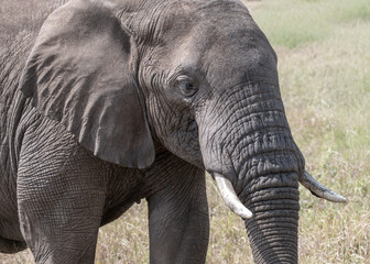Close up portrait of an African Elephant, with ivory tusks, in the Serengeti National Park, Tanzania, Africa