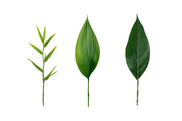 Bamboo, Palm, and Evergreen Leaves Isolated on Transparent  Background