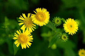 The swirling flowers blooming in the wild by the roadside, wild plants of nature