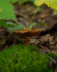 Brown Gilled Mushroom on Moss
This looks like a Cortinarius species, sometimes called Webcaps.