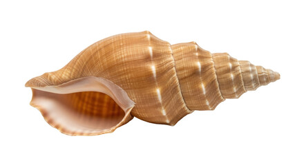 Isolated brown seashell, ocean decoration, sea souvenir, shell, animal marine, spiral object