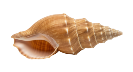 Isolated brown seashell, ocean decoration, sea souvenir, shell, animal marine, spiral object