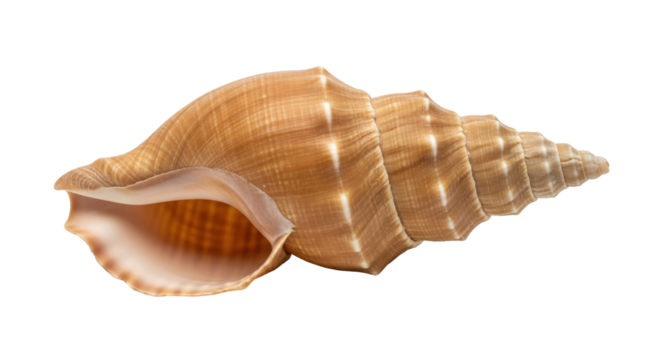 Isolated brown seashell, ocean decoration, sea souvenir, shell, animal marine, spiral object