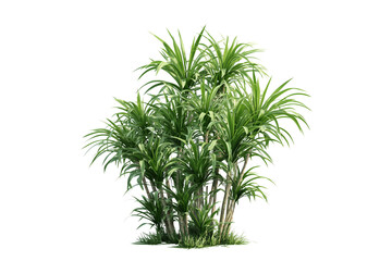 Fototapeta premium Lush Green Tropical Plant with Long Leaves on Transparent Background