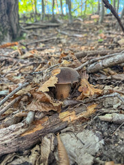 Fotografia di fungo porcino nel sottobosco