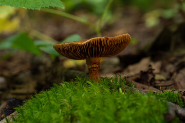 Brown Gilled Mushroom on Moss
This looks like a Cortinarius species, sometimes called Webcaps.