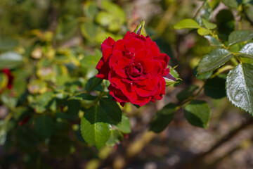 Red roses bloom in the summer in the country garden
