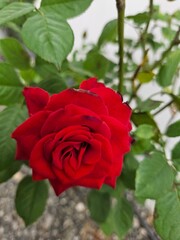 red rose on green background