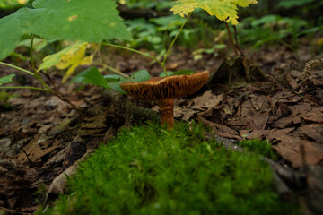 Brown Gilled Mushroom on Moss
This looks like a Cortinarius species, sometimes called Webcaps.