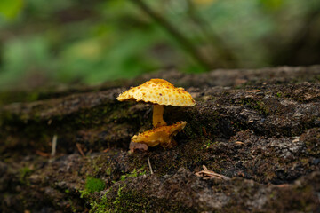 Pholiota adiposa or Pholiota limonella, commonly known as scalycap mushrooms. mycellium wood wide web