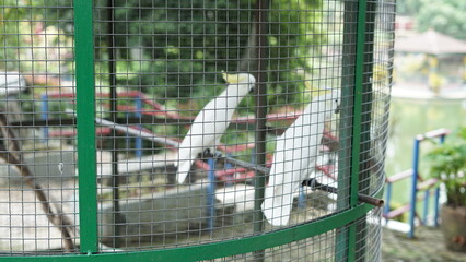 Blur Portrait of a pair of large white parrots sitting in a cage. a pair of beautiful parrots in a...