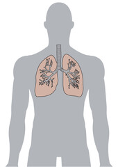 人体の肺・気管支・呼吸器