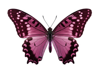 Isolated Pink Butterfly, a Monarch or Swallowtail Species, Delicate and Pretty