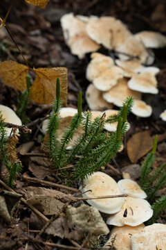 Trichaptum biforme or a similar polypore bracket fungus. on forest soil