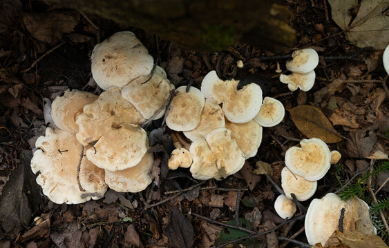 Trichaptum biforme or a similar polypore bracket fungus. on forest soil