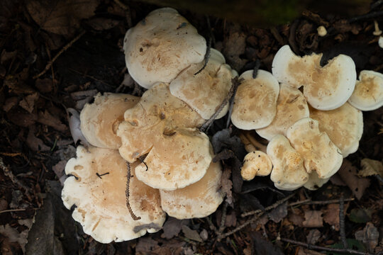 Trichaptum biforme or a similar polypore bracket fungus. on forest soil