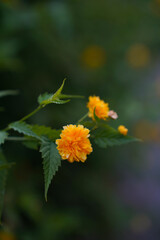 Kerria on a green background in a botanical garden