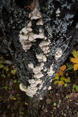 Turkey Tail fungi (Trametes versicolor) mycelium growing on tree bark