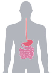 人体の消化器官