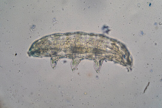 Tardigrade or water bear moving under microscope, magnified microscopic organism