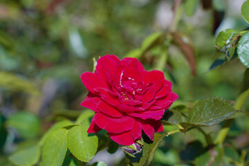 Red roses bloom in the summer in the country garden