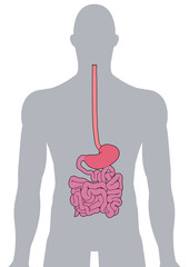 人体の消化器官