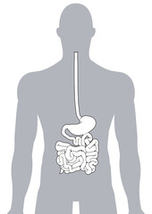 人体の消化器官