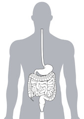 人体の消化器官