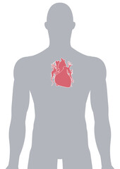 人体の心臓