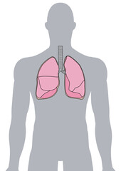 人体の肺・気管支・呼吸器