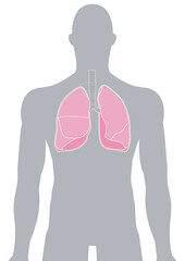 人体の肺・気管支・呼吸器