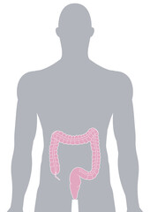 人体の大腸