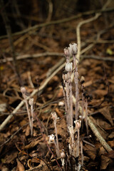 white ghost pipe plants (Monotropa uniflora), also called Indian pipe, emerging from leaf litter on a damp woodland floor.